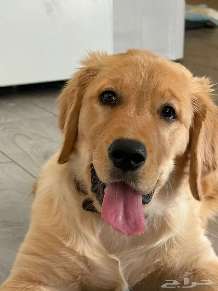 Golden retriever جولدن ريترفير 1