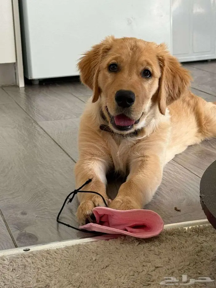 Golden retriever جولدن ريترفير 0