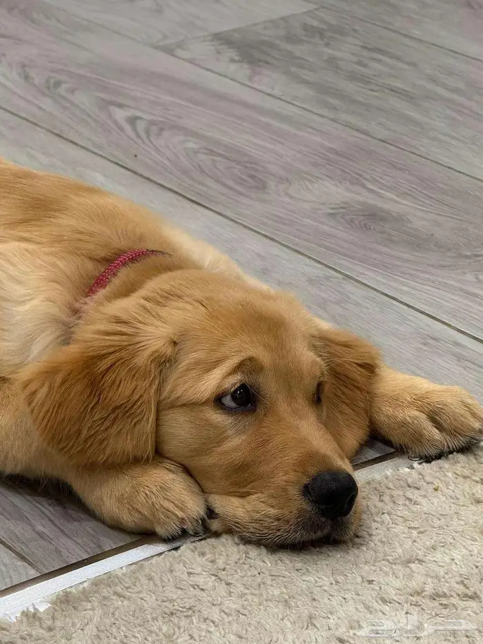 Golden retriever جولدن ريترفير 2
