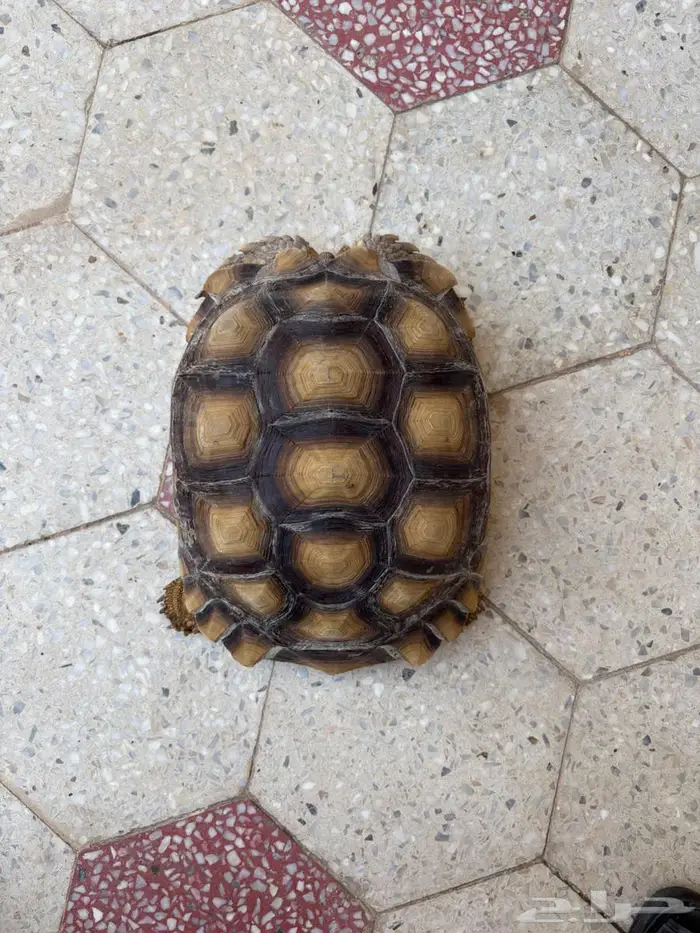 للبيع سولكاتا انثى 1