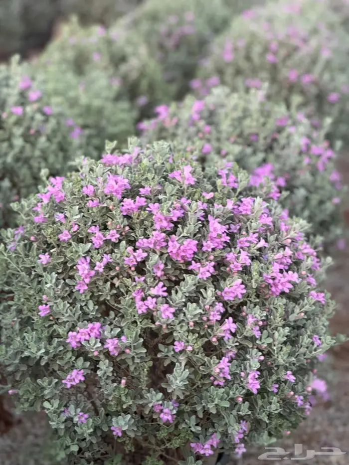 اشجار كبيرة و نقل اشجار 0