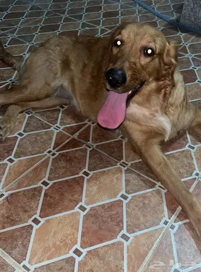 كلاب جولدن رتريفر بيور index