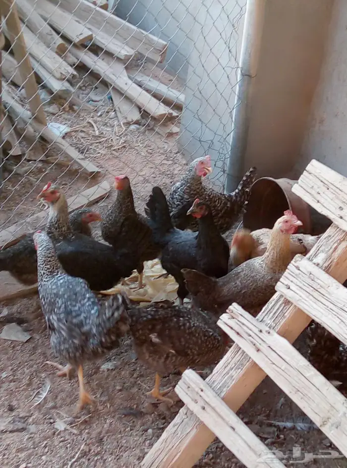 للبيع دجاج 17 1