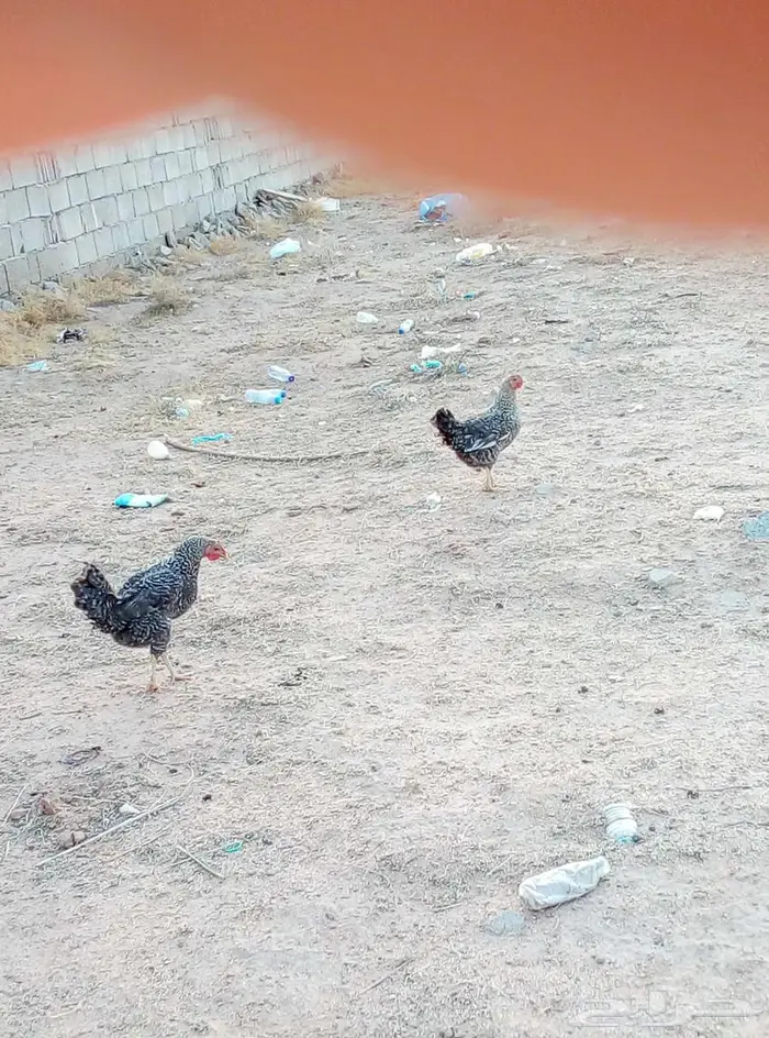 للبيع دجاج 17 3