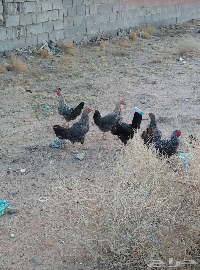 للبيع دجاج 17 4