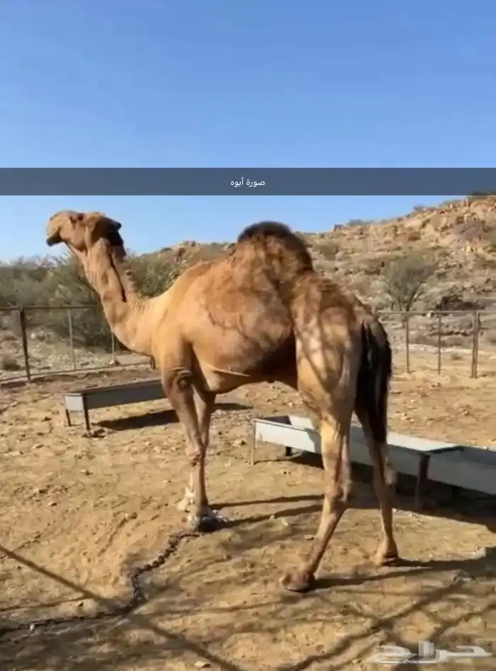 فحل إبل أحمر كفو 7