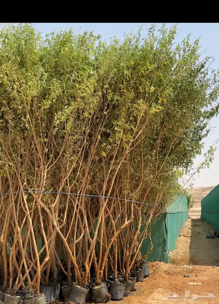 اشجار كبيرة و نقل اشجار 1