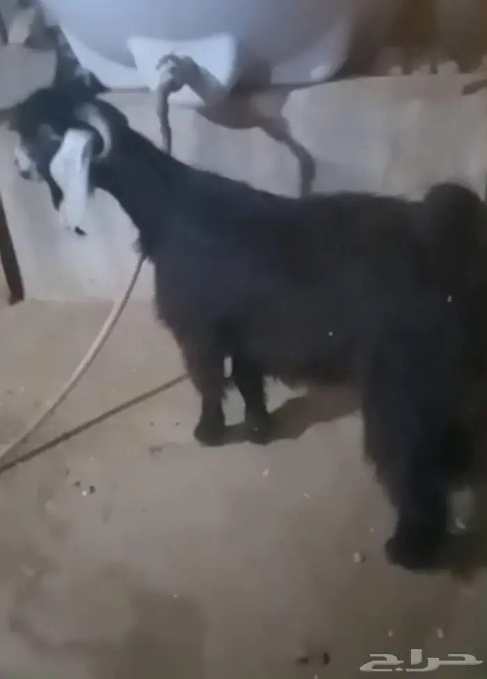 تيس عارضي صنف الصنف 0