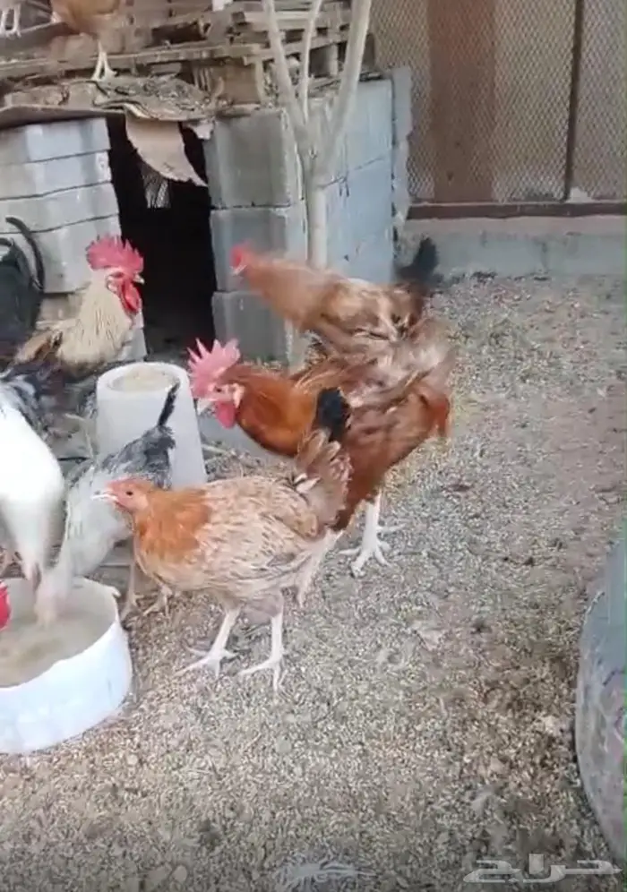 ديوك للبيع البكيرية 2