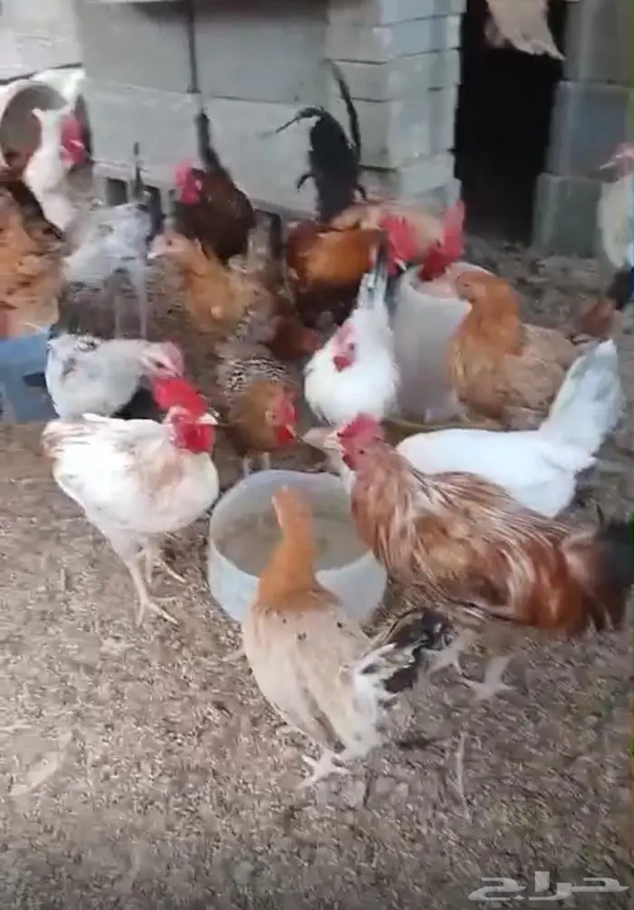 ديوك للبيع البكيرية 3