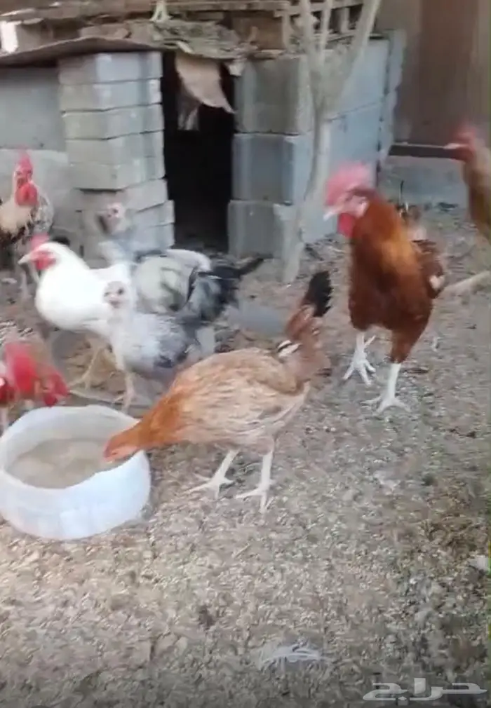 ديوك للبيع البكيرية 1