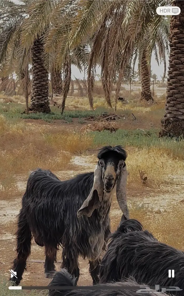 فحل تيس عاضي معرف 0