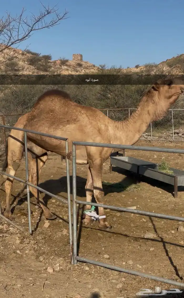 فحل إبل أحمر كفو 6