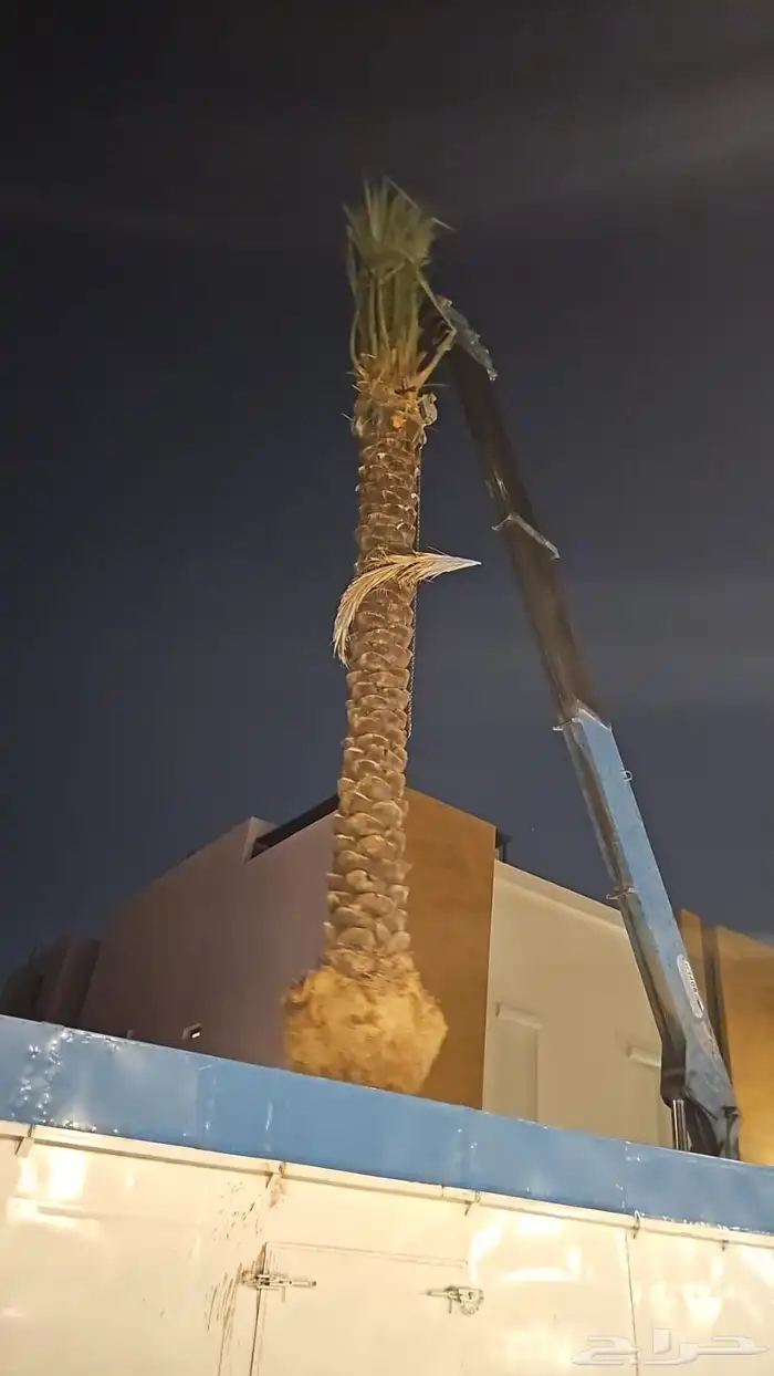 نخليل للبيع 2