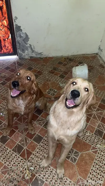 كلاب جولدن رتريفر بيور index