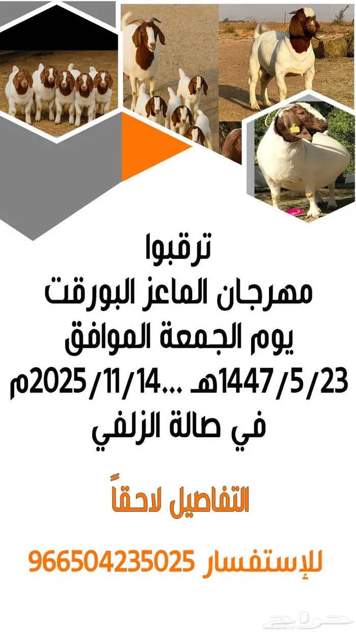 ماعز البورقت 0