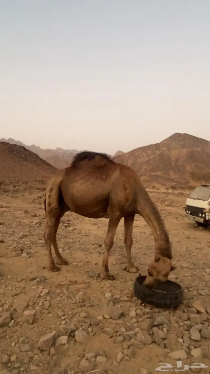 جمل احمر 0