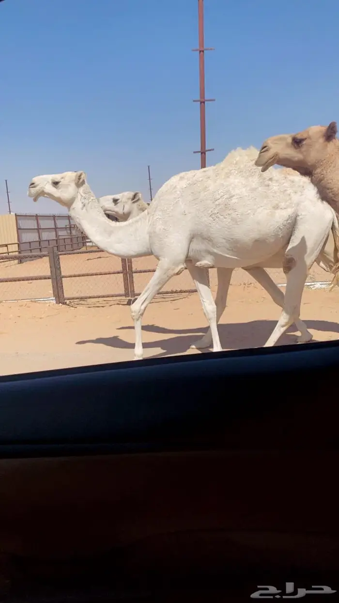 لقحات مقاريب 4