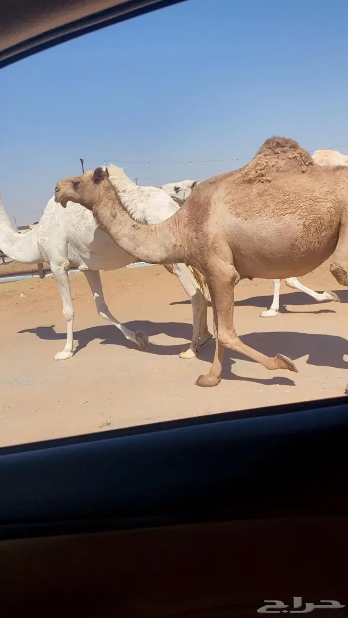 لقحات مقاريب 1