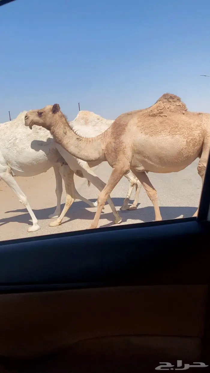 لقحات مقاريب 0