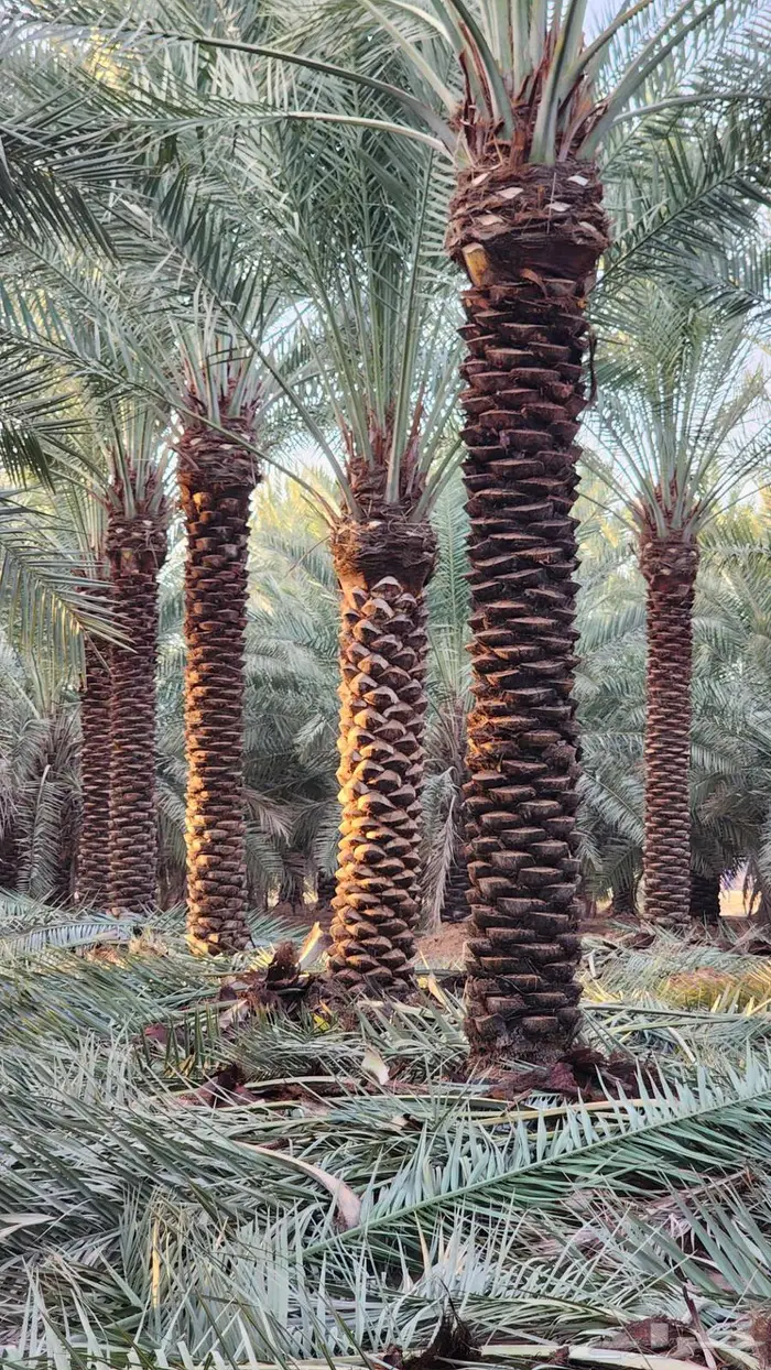 نخل للبيع 4