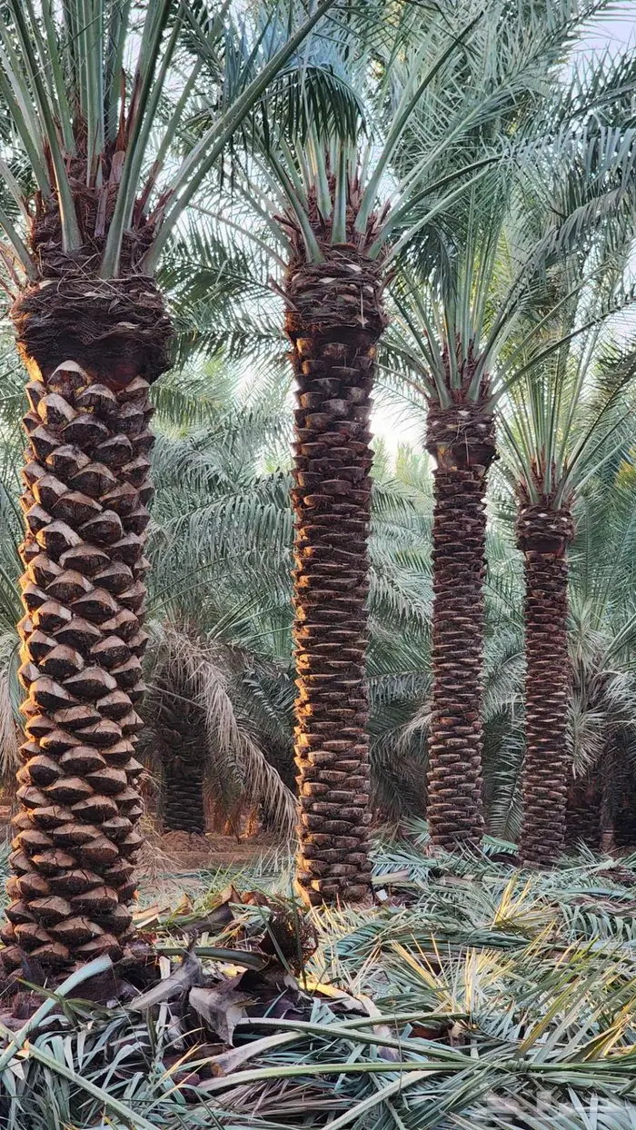 نخل للبيع 1