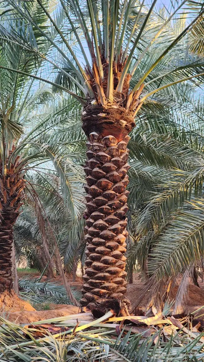 نخل للبيع 7