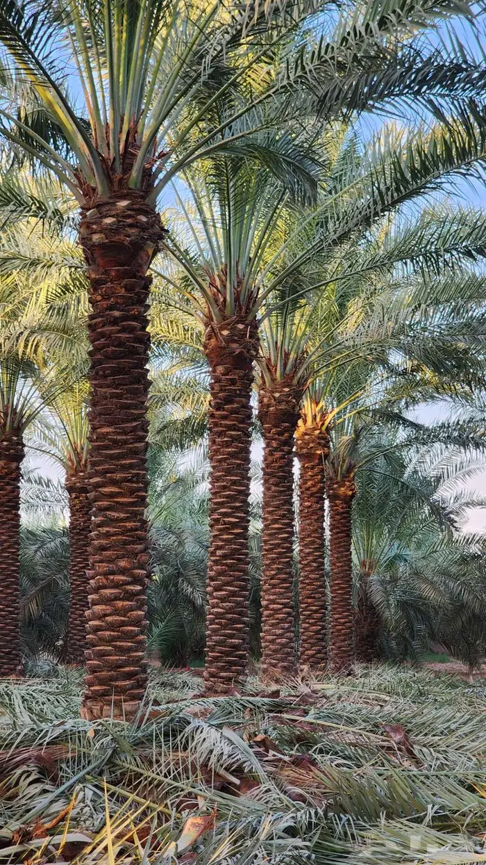 نخل للبيع 0