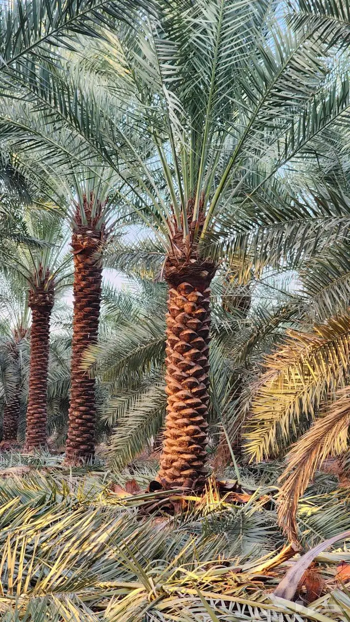 نخل للبيع 5