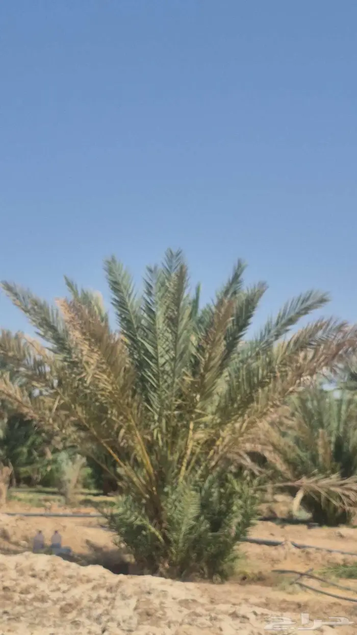 اصناء في سبيل الله بدون مقابل 0