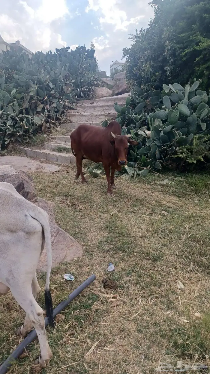 بقره للبيع 3