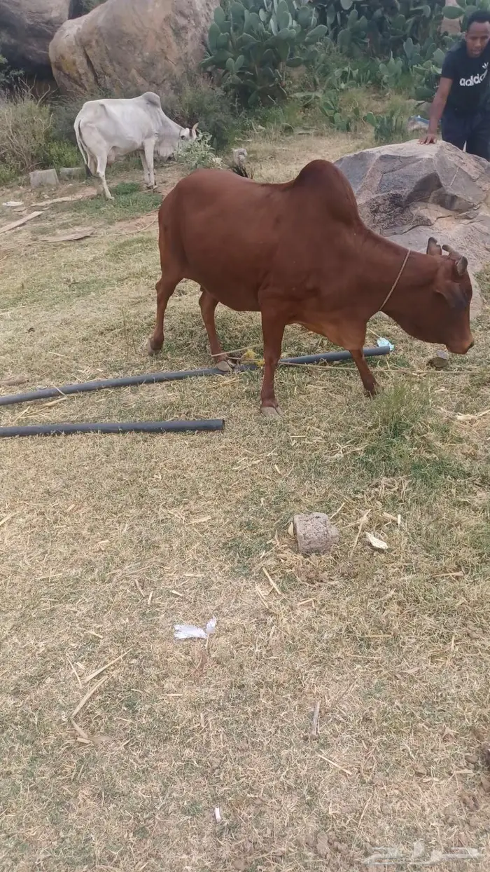 بقره للبيع 1