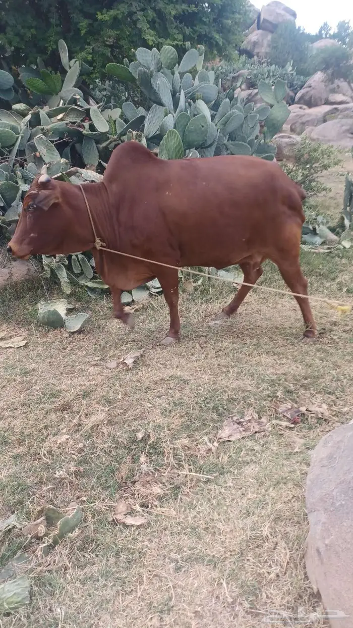 بقره للبيع 0