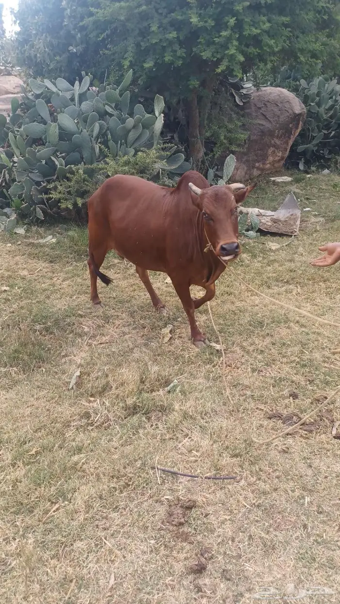 بقره للبيع 2