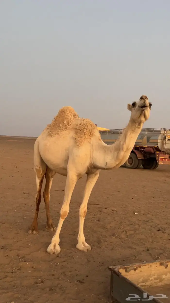 بكره للبيع 0