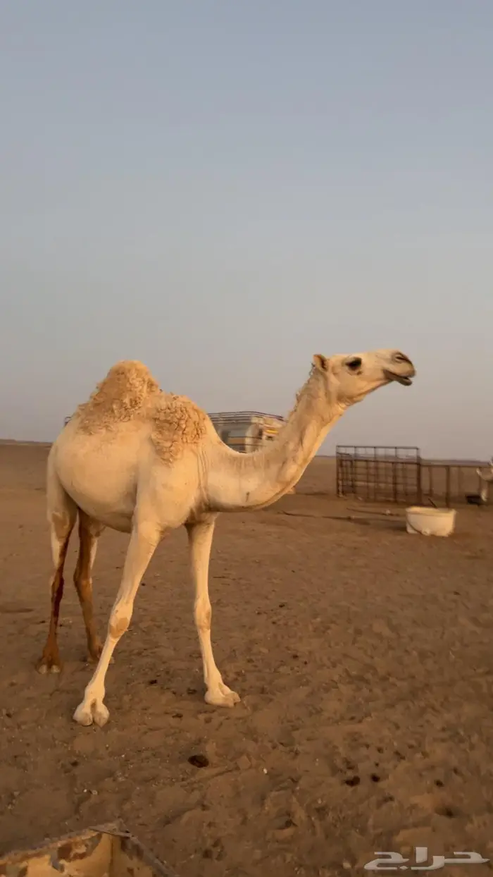 بكره للبيع 1