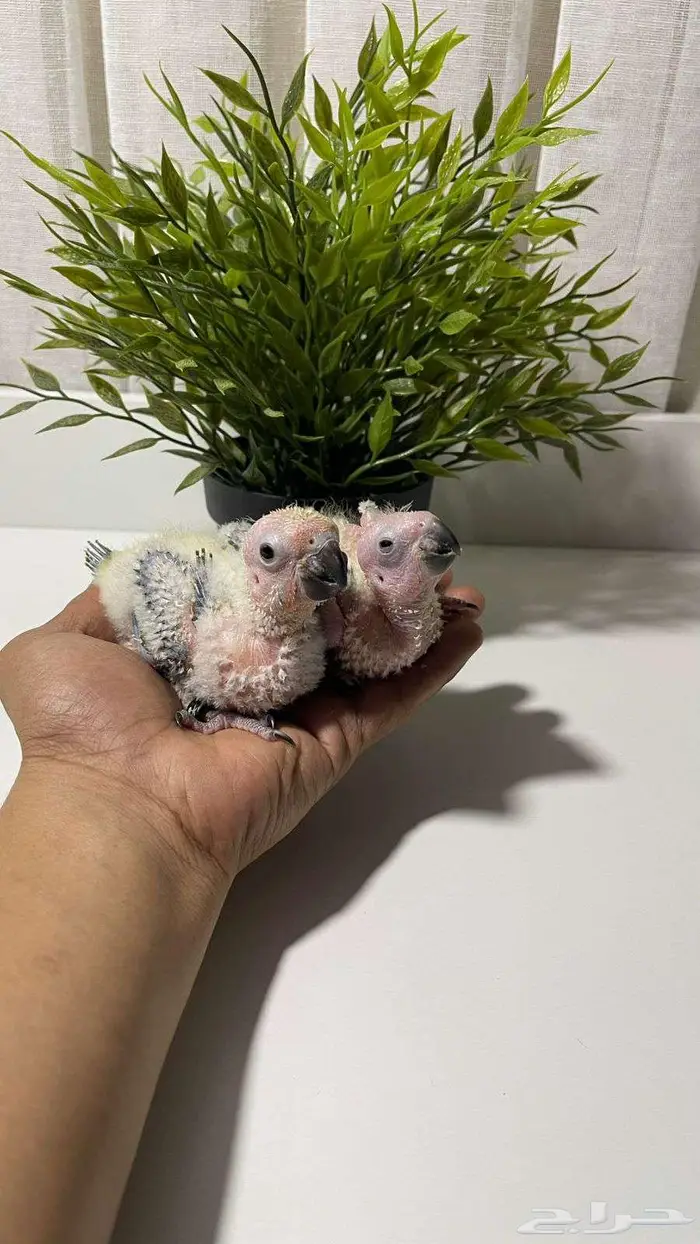 فروخ صن كنيور (( تم البيع )) 1