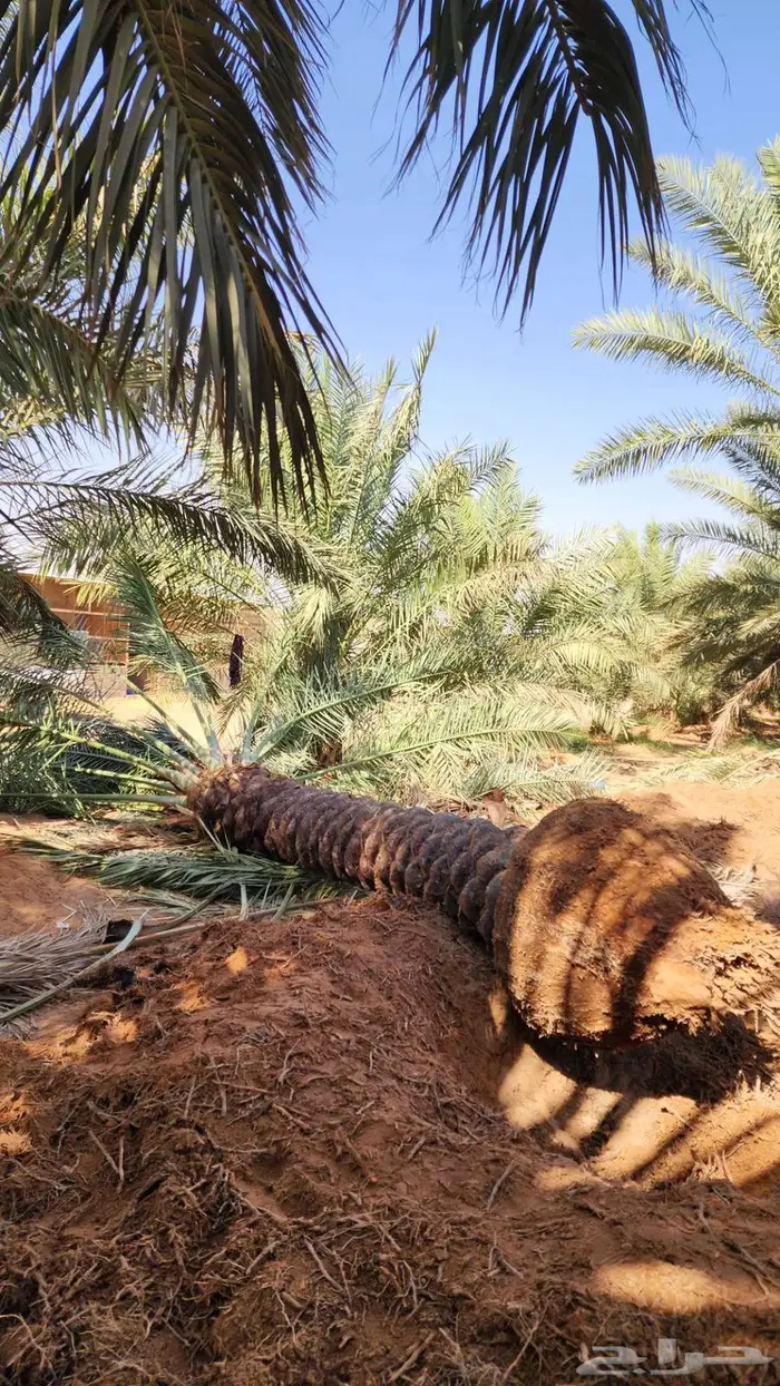 نخل للبيع 2