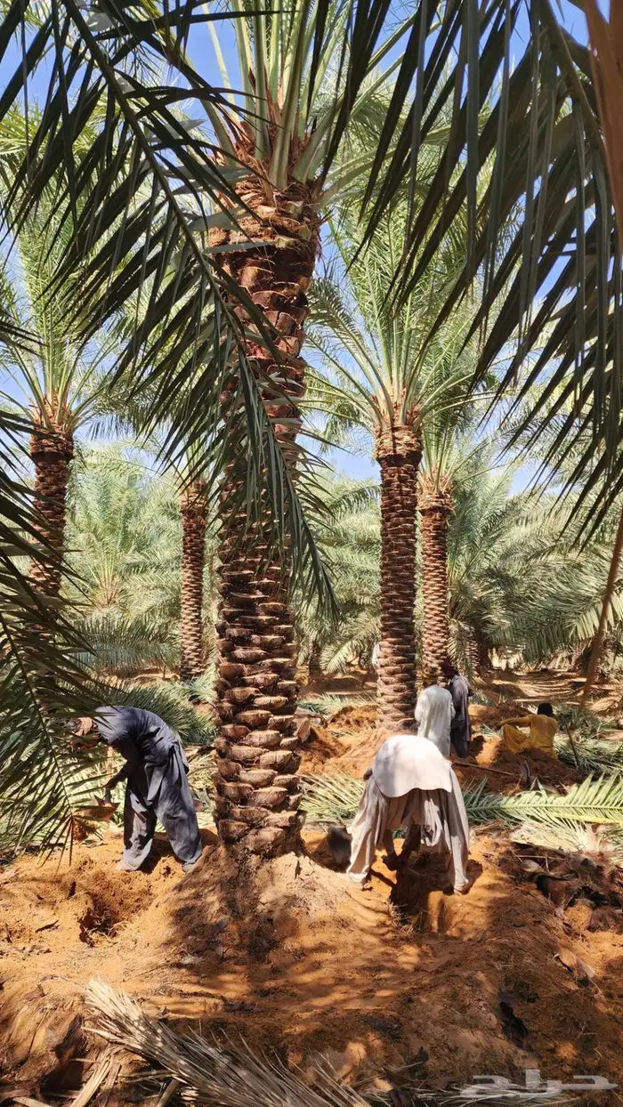 نخل للبيع 3