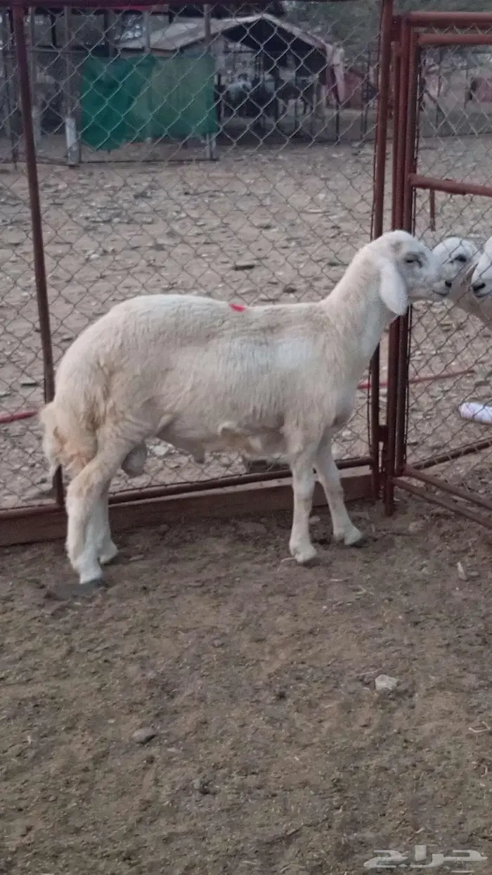 مشروع فحل تم البيع 0