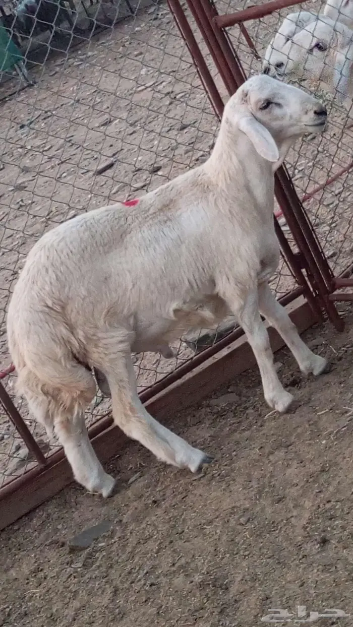 مشروع فحل تم البيع 1