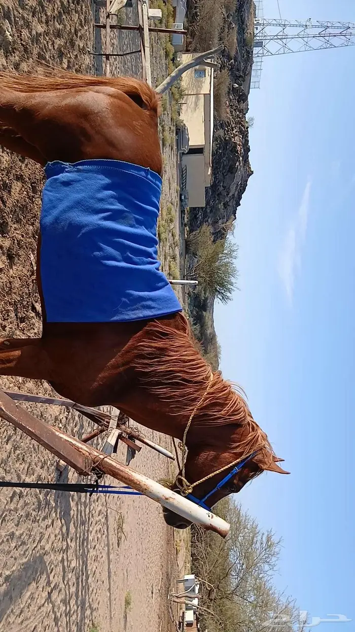 للبيع حصان شعبي 0