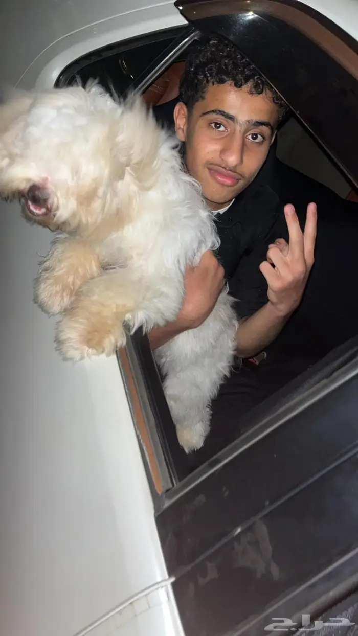 كلب زينه للبيع 1