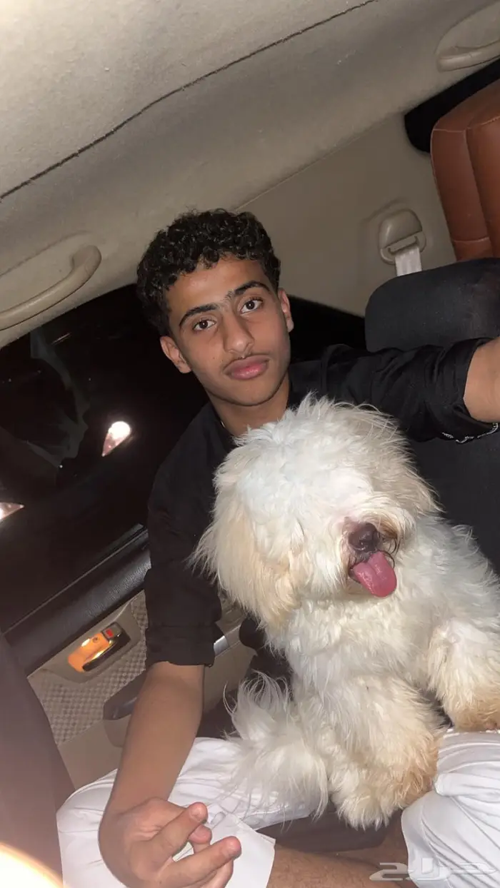 كلب زينه للبيع 0