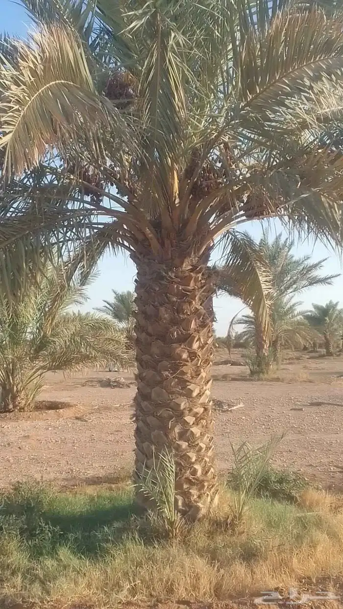 توريد وزراعه نخل واشنطني زينه ونخل عربي بجميع المقاسات 1
