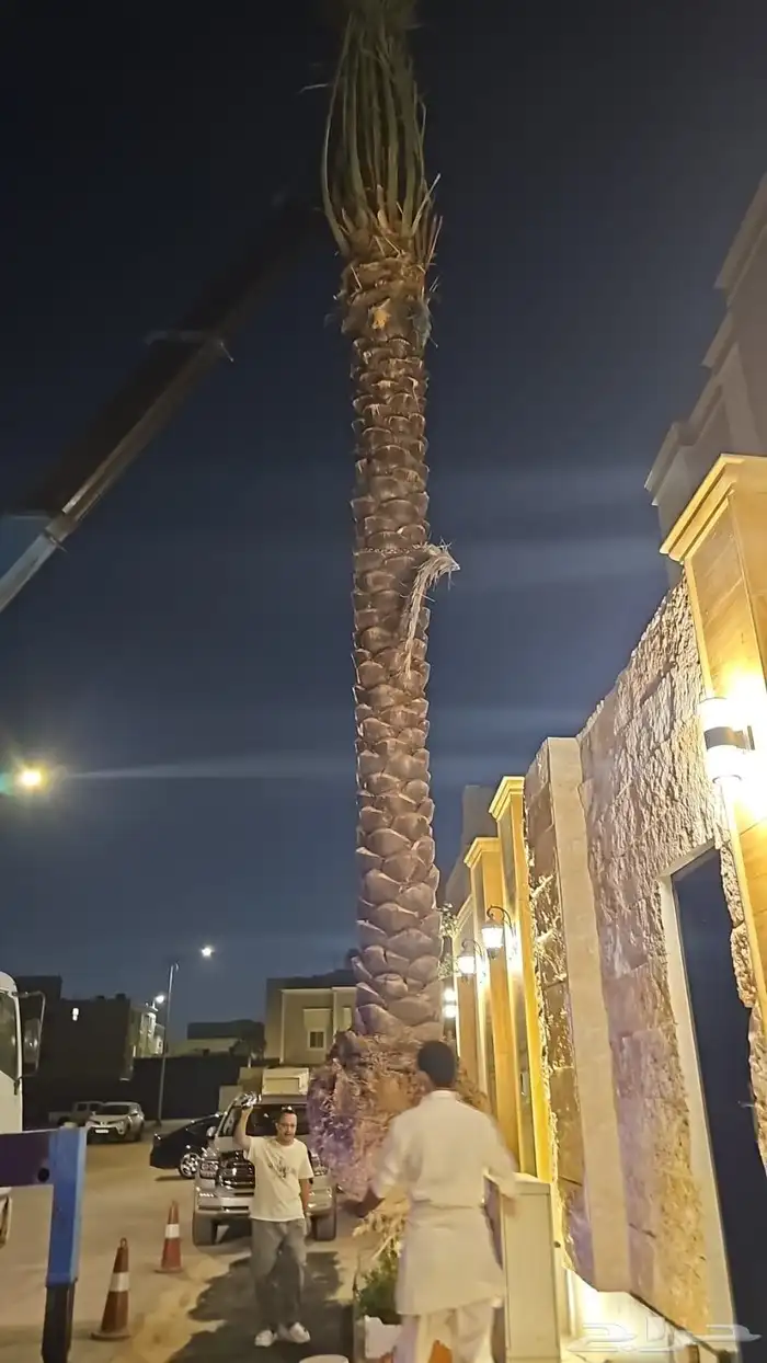 نخليل للبيع 4