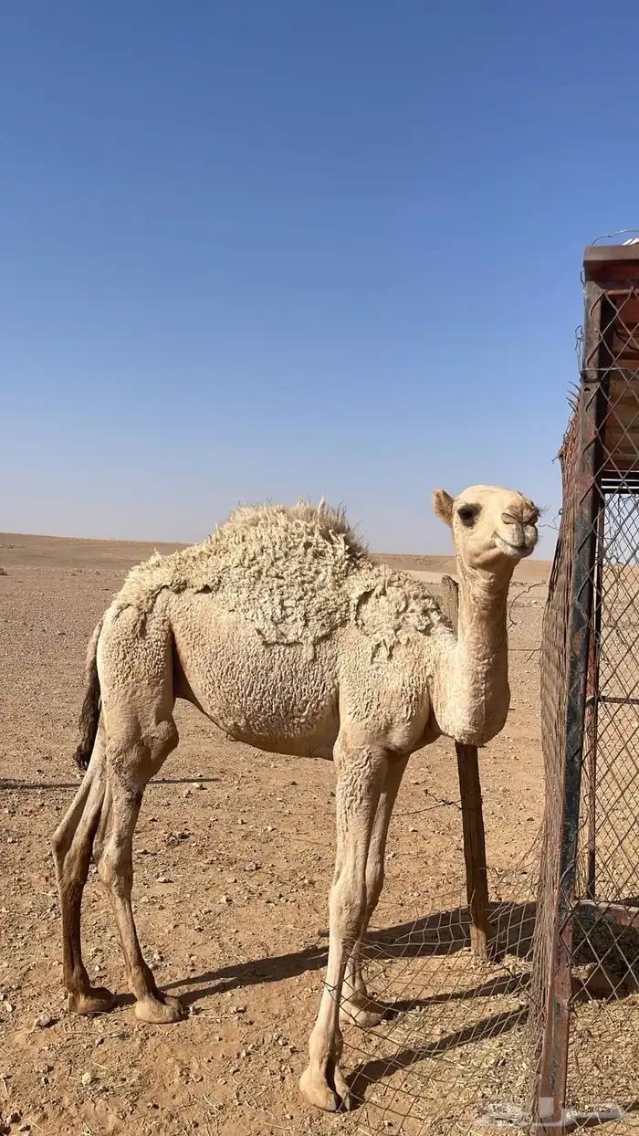 قعود للبيع 0