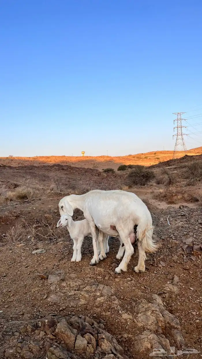 شاه متاومه 3