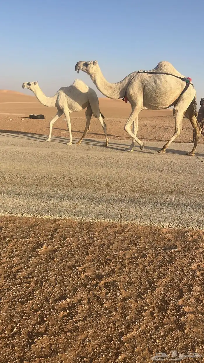 للبيع اعشراء وضحاء كفو ام ثالث تحتها بكره مزيونه 0