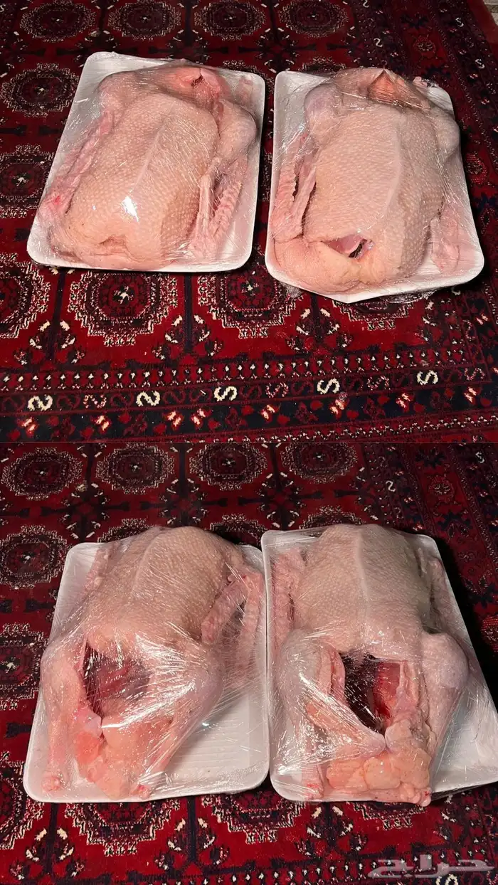 فروخ وز فل الفل 0